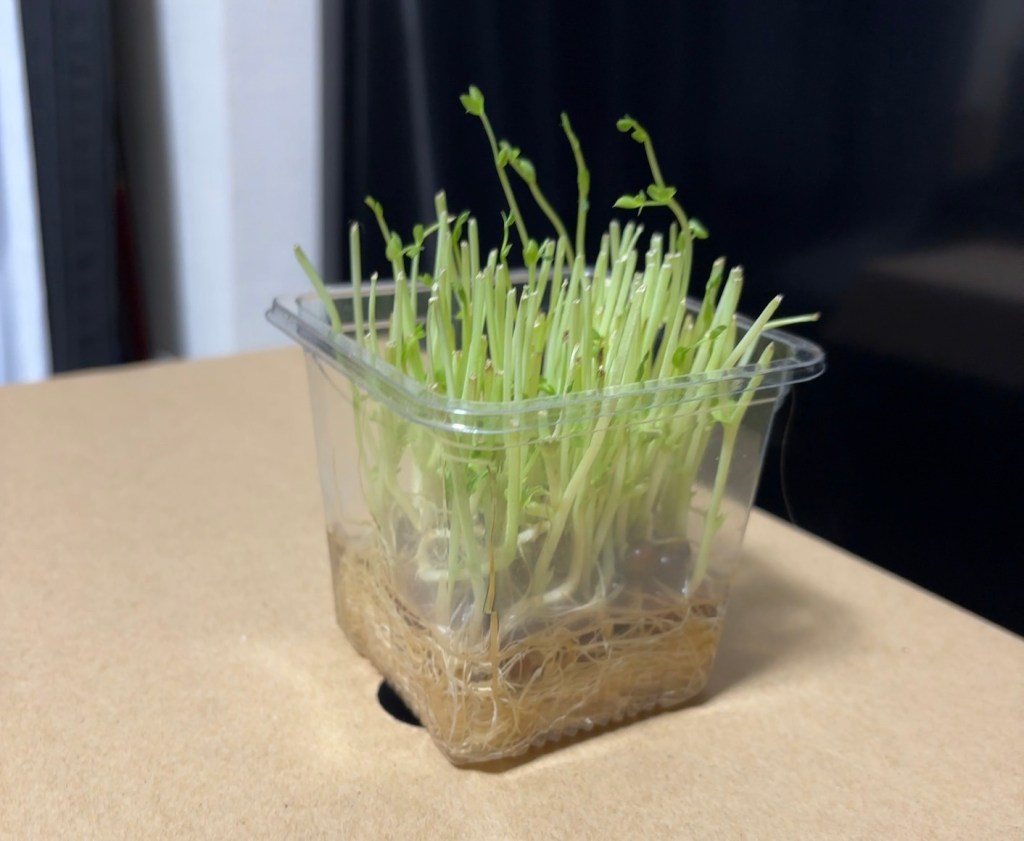 豆苗の栄養と特徴: 健康的な家庭菜園のすすめ